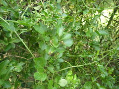 Clematis terniflora garanbiensis