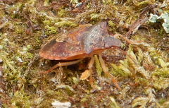 Dendrocoris