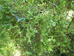 Clematis terniflora garanbiensis