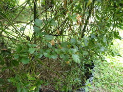 Clematis terniflora garanbiensis