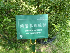 Clematis terniflora garanbiensis