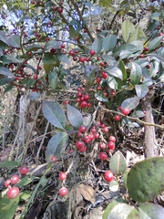 Ilex pubescens