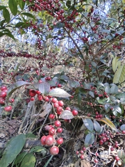 Ilex pubescens