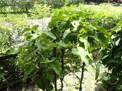 Aristolochia shimadae