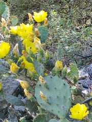 Opuntia alta