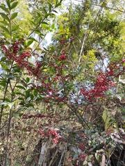 Ilex pubescens