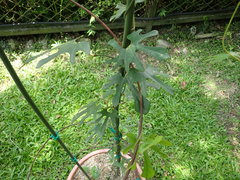Aristolochia shimadae