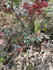 Ilex pubescens