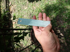 Aristolochia shimadae