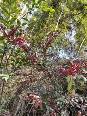 Ilex pubescens