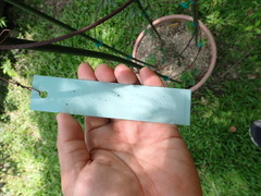 Aristolochia shimadae