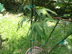 Aristolochia cucurbitifolia