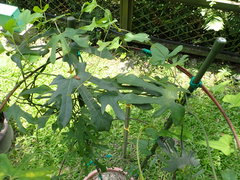 Aristolochia cucurbitifolia