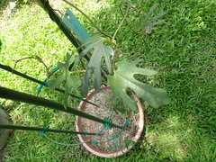 Aristolochia cucurbitifolia