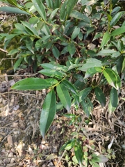 Eurya japonica