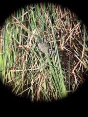 Nycticorax nycticorax obscurus
