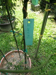 Aristolochia cucurbitifolia