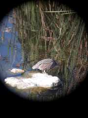 Nycticorax nycticorax obscurus