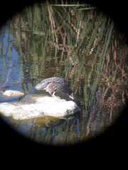 Nycticorax nycticorax obscurus