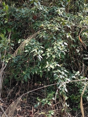 Rhododendron latoucheae