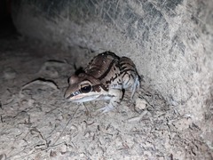 Leptodactylus mystacinus