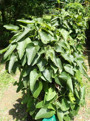 Aristolochia shimadae