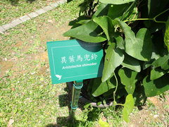 Aristolochia shimadae