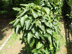Aristolochia shimadae