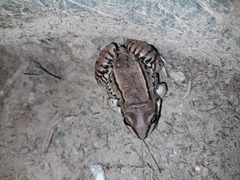 Leptodactylus mystacinus