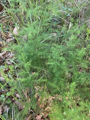 Asparagus tenuifolius