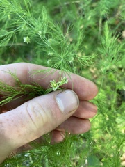 Asparagus tenuifolius