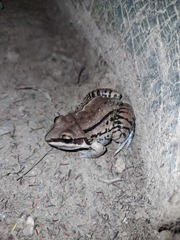 Leptodactylus mystacinus