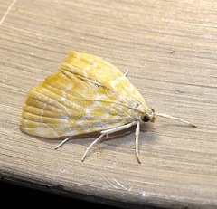Glaphyria glaphyralis