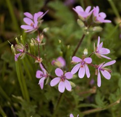 Erodium cicutarium