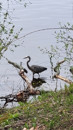 Great Blue Heron photographed in Massachusetts