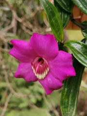 Meriania speciosa
