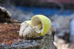 Volvariella bombycina flaviceps