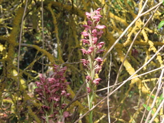 Anacamptis coriophora