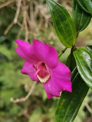 Meriania speciosa