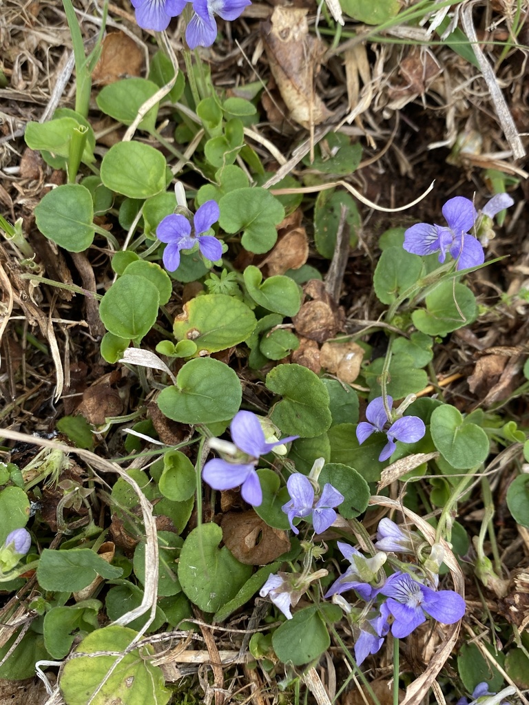 Prostrate Violet Prostrate blue violet from Grant County, US-WV, US on April 16, 2021 at ...