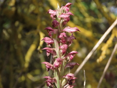 Anacamptis coriophora