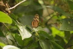 Eueides isabella eva