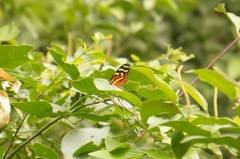 Mechanitis polymnia lycidice