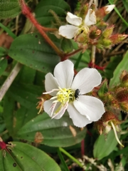 Chaetogastra ciliaris