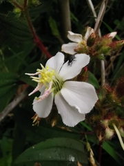 Chaetogastra ciliaris