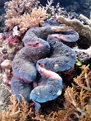 Tridacna gigas
