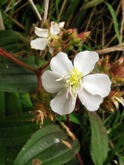 Chaetogastra ciliaris