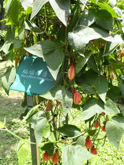 Passiflora capsularis