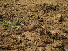 Columbina talpacoti
