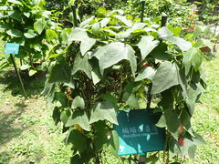 Passiflora capsularis